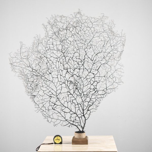 Gorgonia nera  design vintage decorazione mare marina